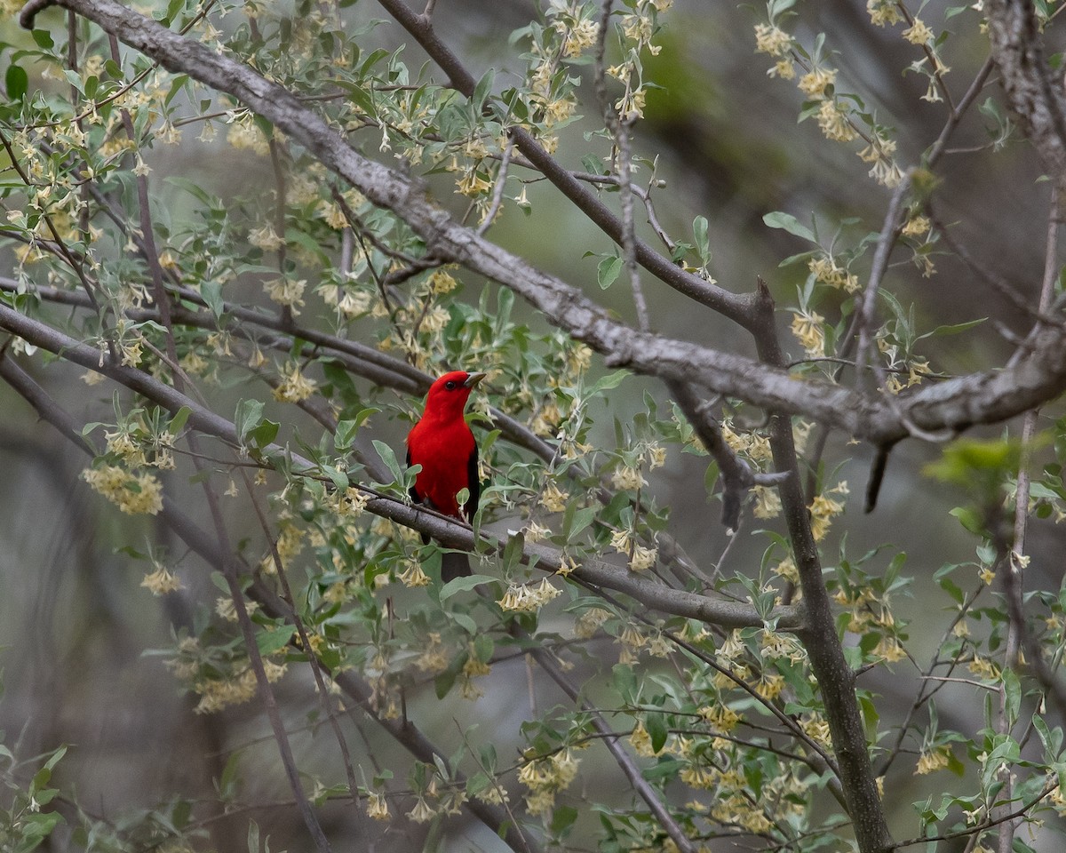 Scarlet Tanager - ML269576781