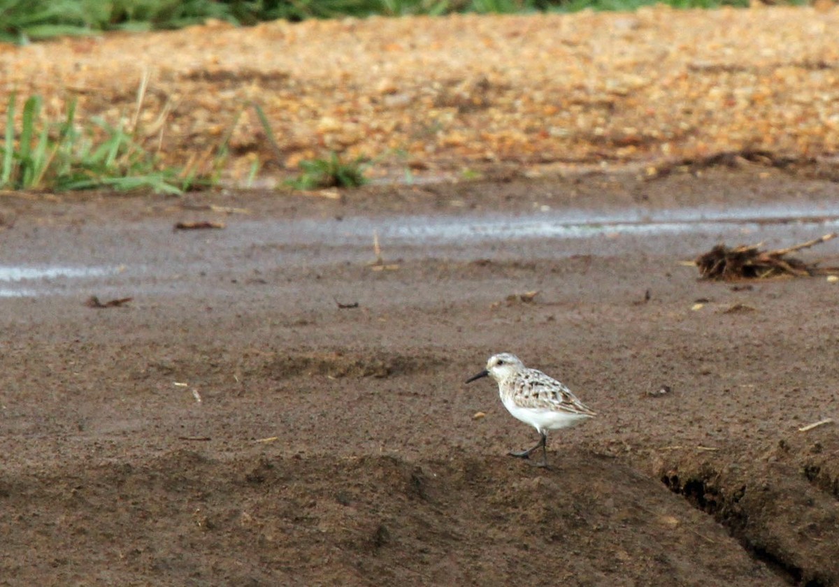 Bécasseau sanderling - ML269580431