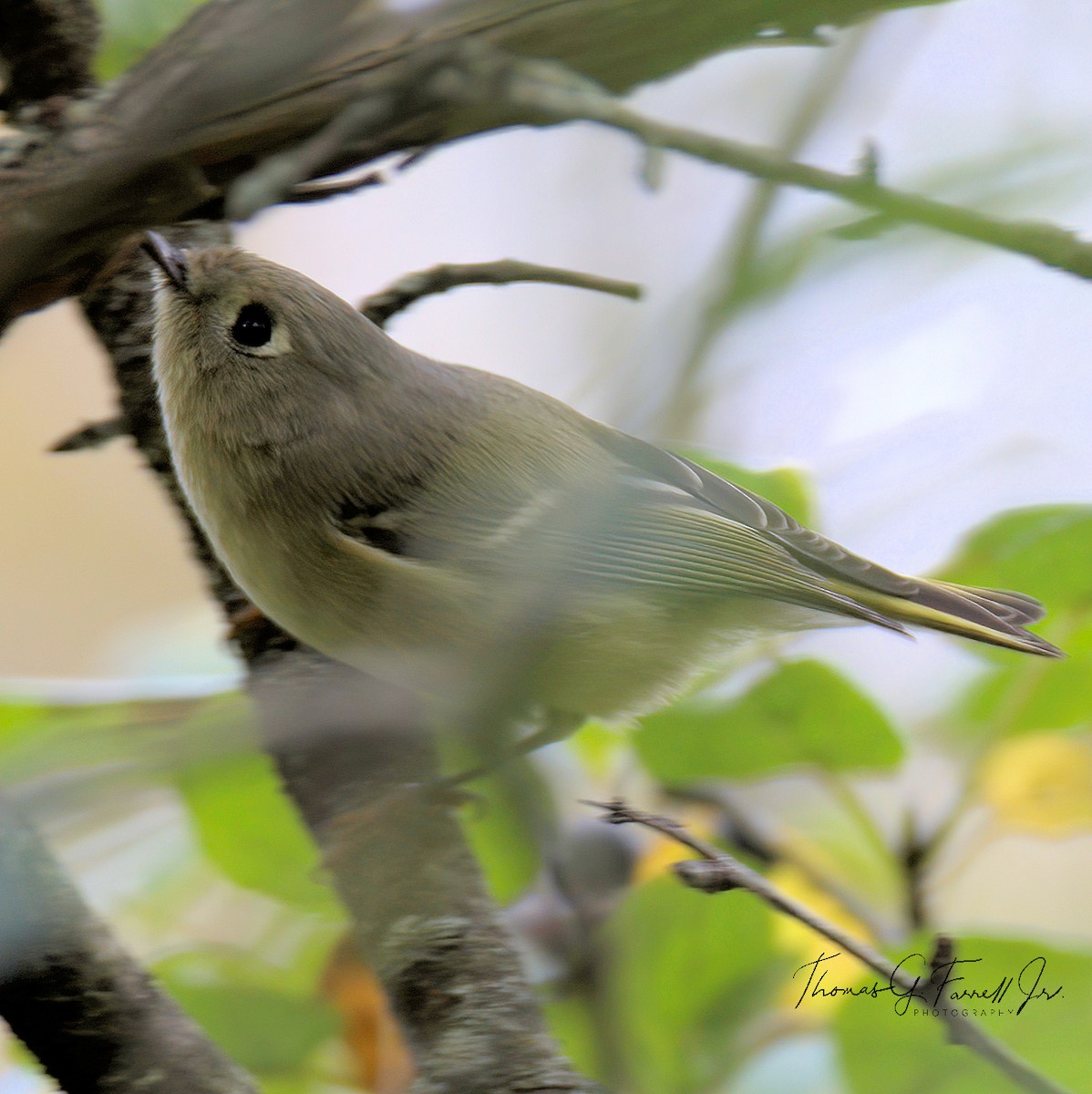 Ruby-crowned Kinglet - ML269580841