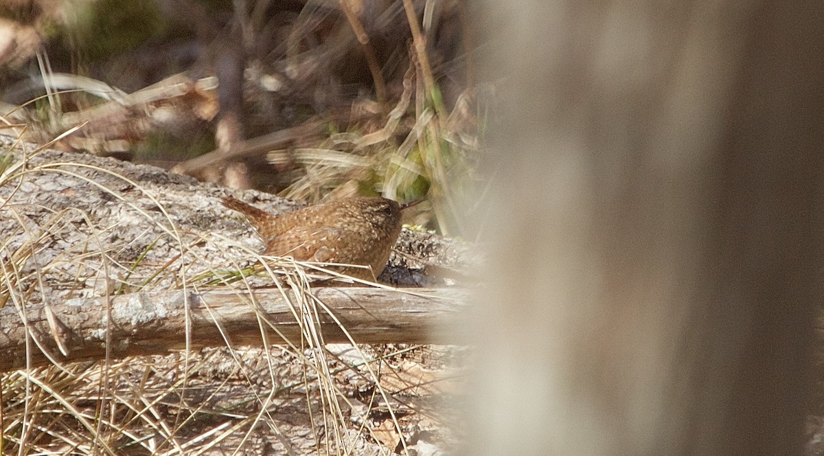 Winter Wren - ML26958131