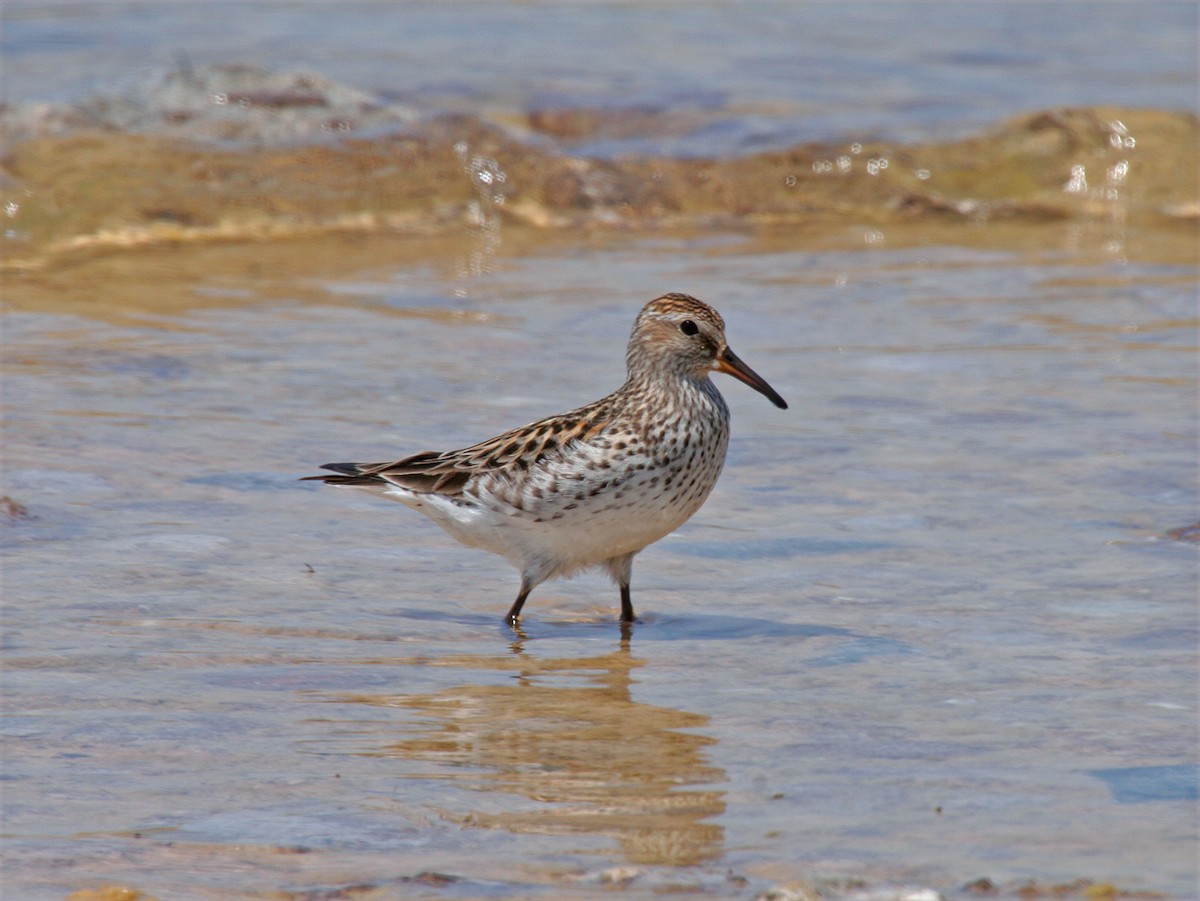 Weißbürzel-Strandläufer - ML269581561