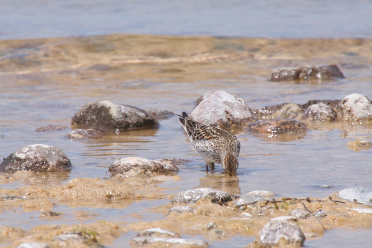 Weißbürzel-Strandläufer - ML269581601