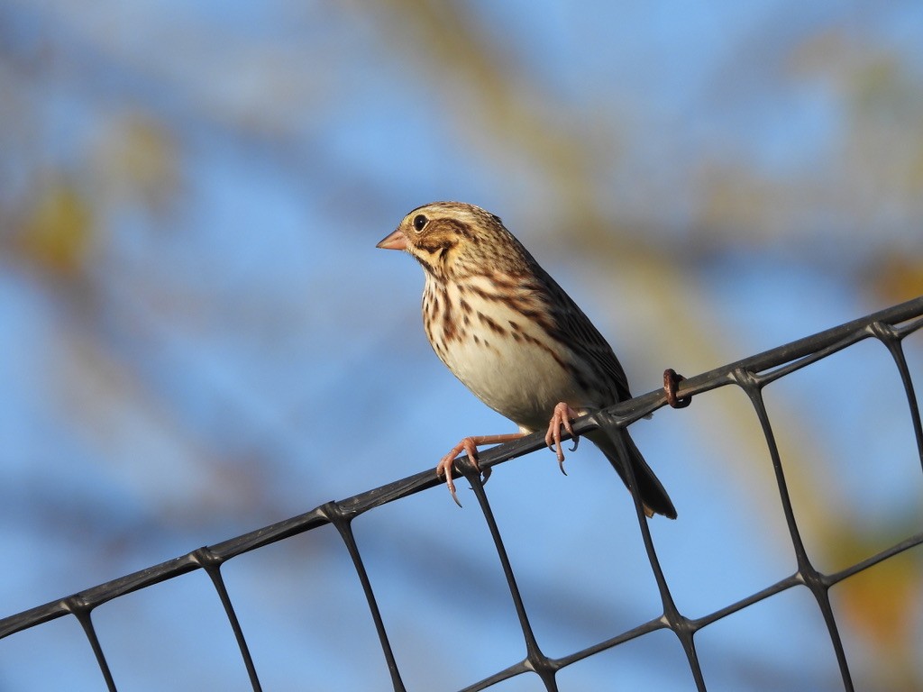 Savannah Sparrow - LF Melliny