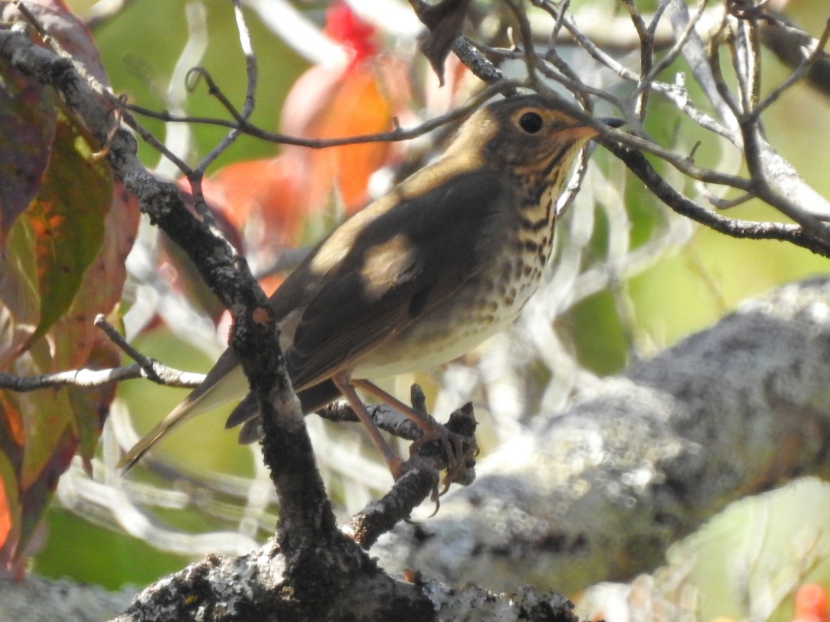 Swainson's Thrush (Olive-backed) - ML269583051