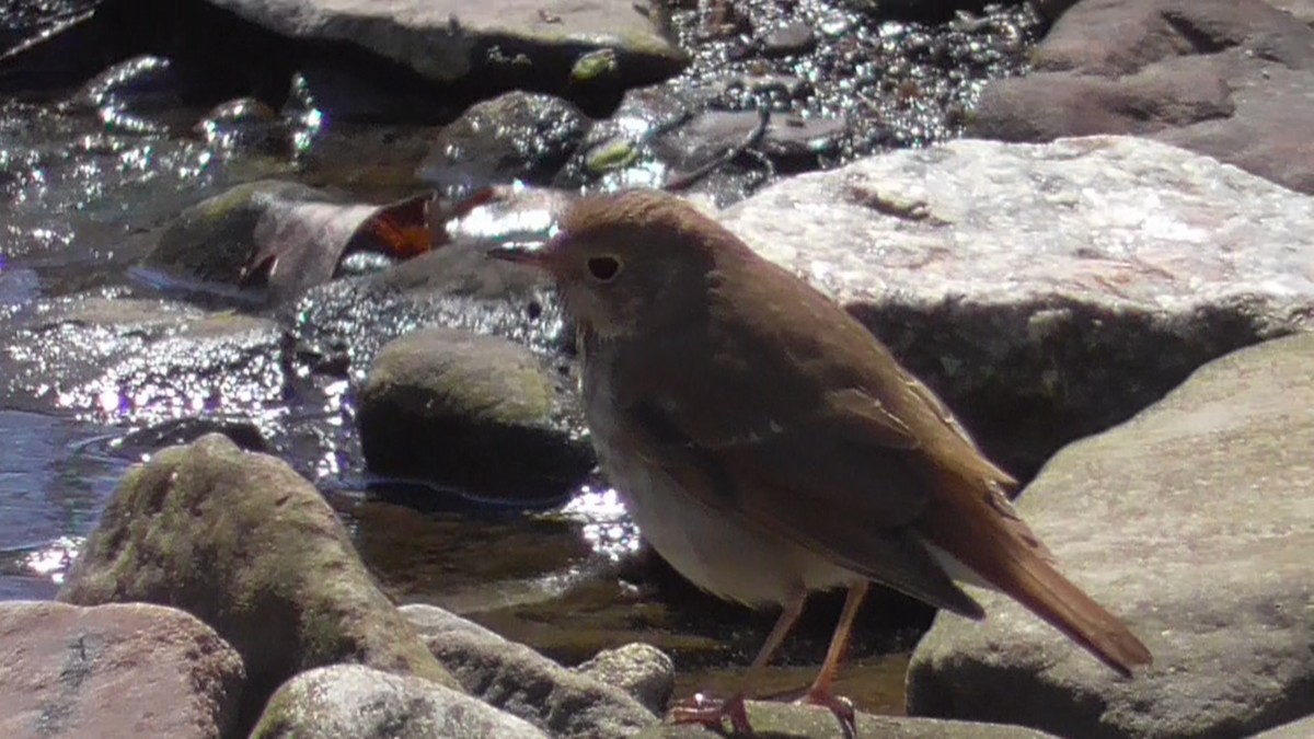 Hermit Thrush - ML26958981