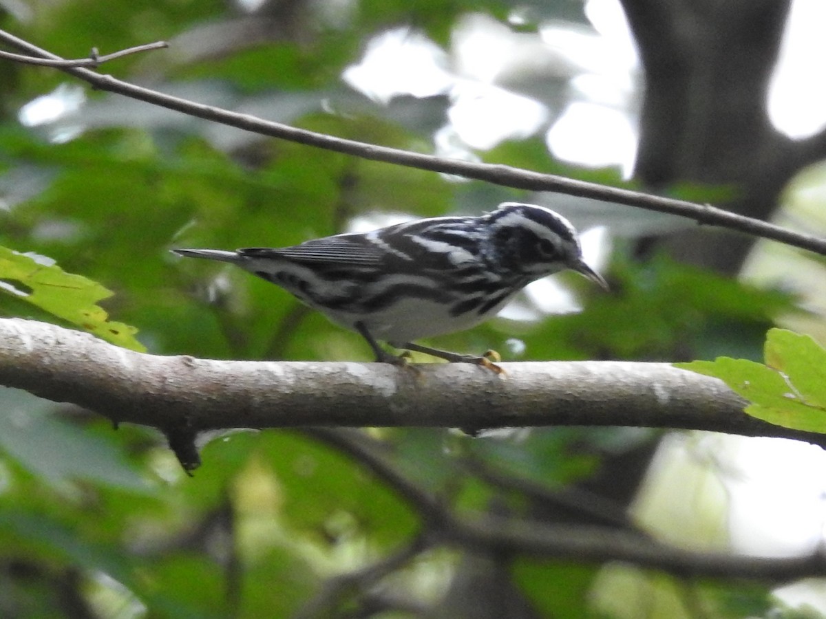 Black-and-white Warbler - ML269590921