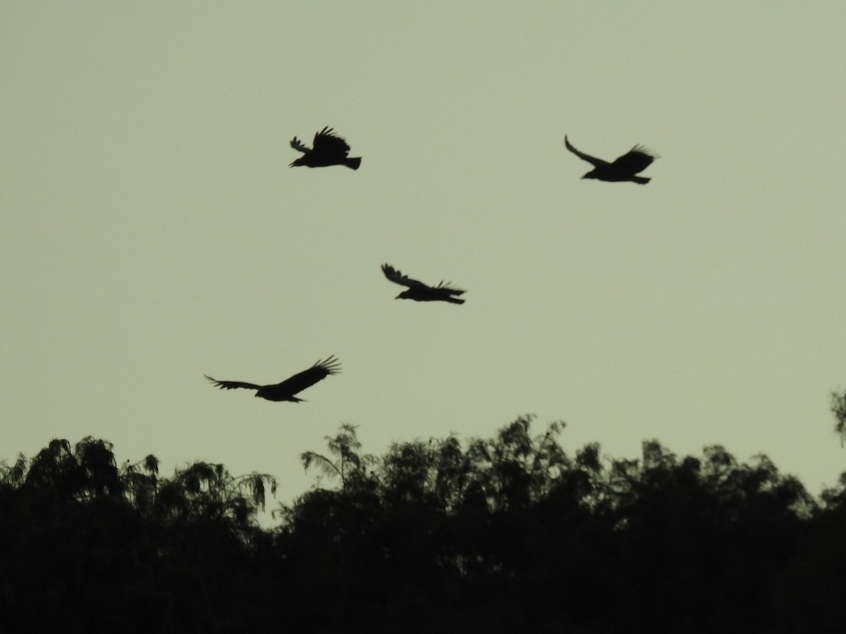 Black Vulture - Jeffrey Gammon