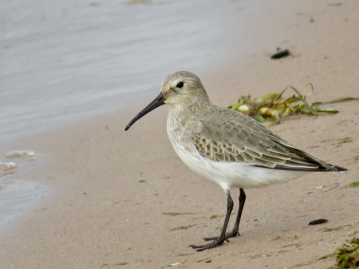 Dunlin - karl  schmidt