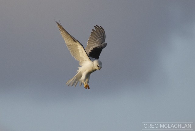 Black-shouldered Kite - Greg McLachlan