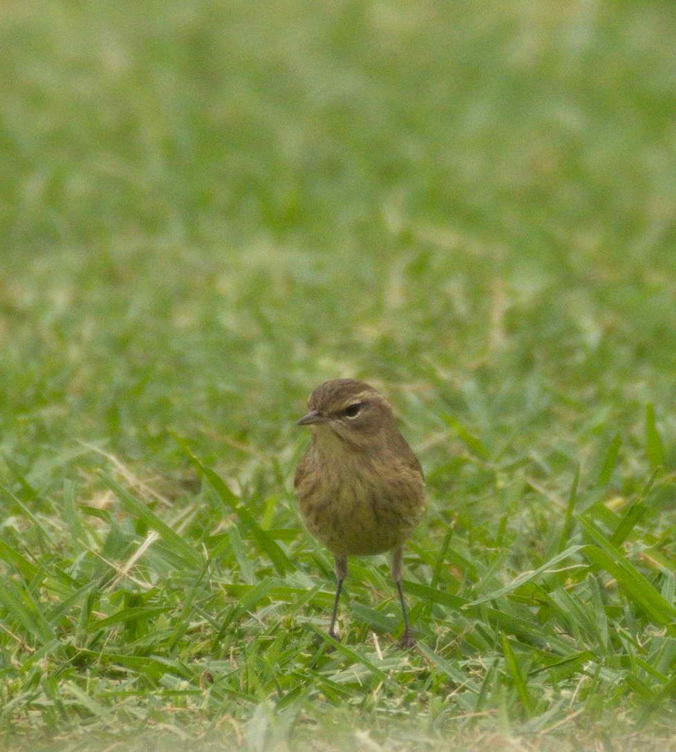 Palm Warbler - DAB DAB