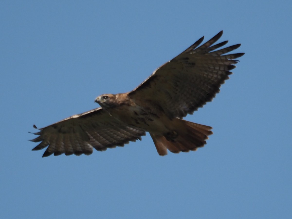 Red-tailed Hawk - ML269594241