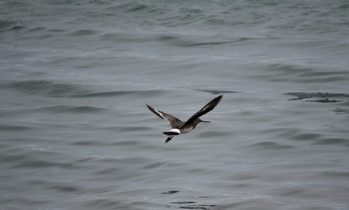 Hudsonian Godwit - Raquel Montoya