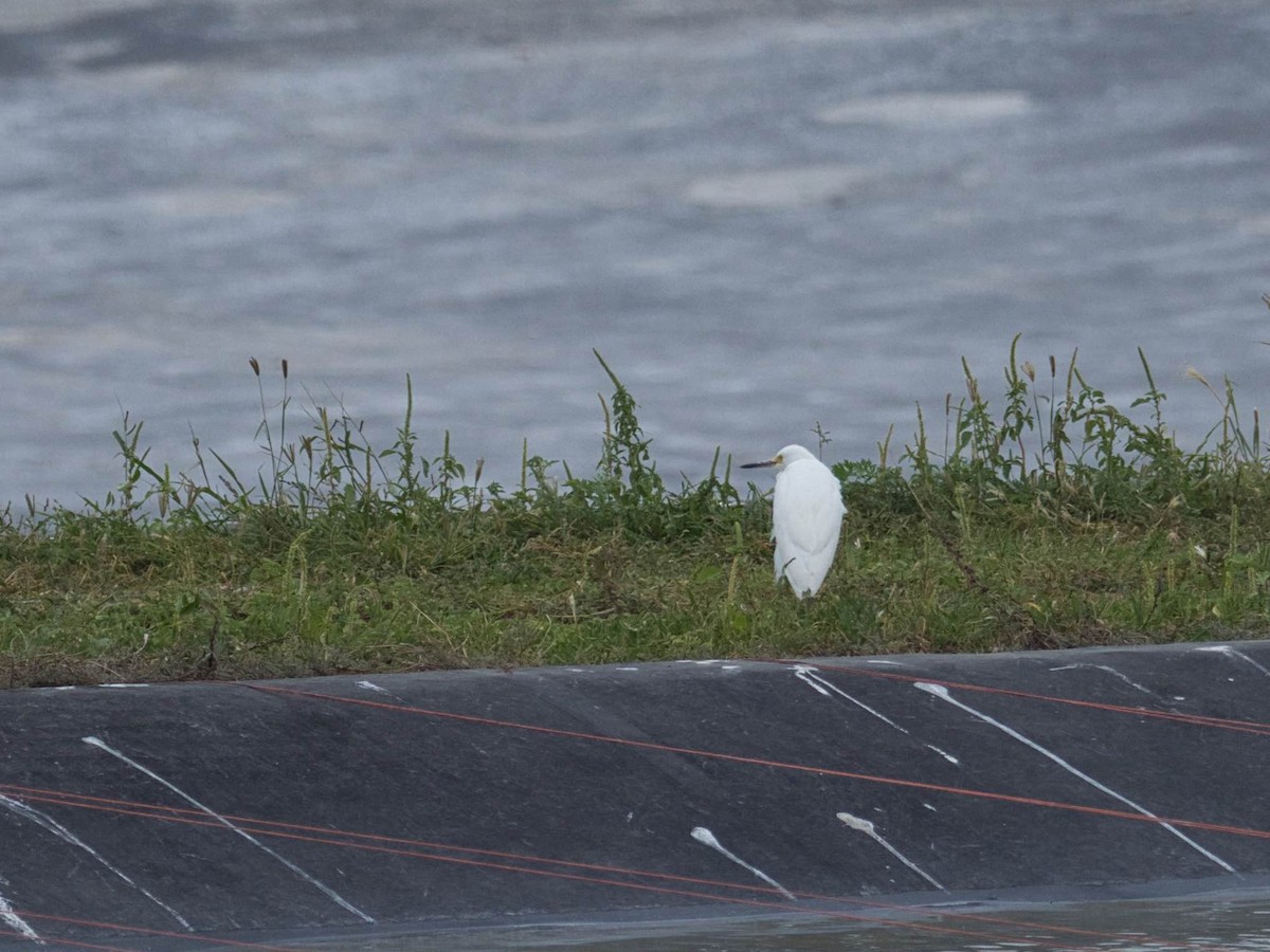 Snowy Egret - ML269596001