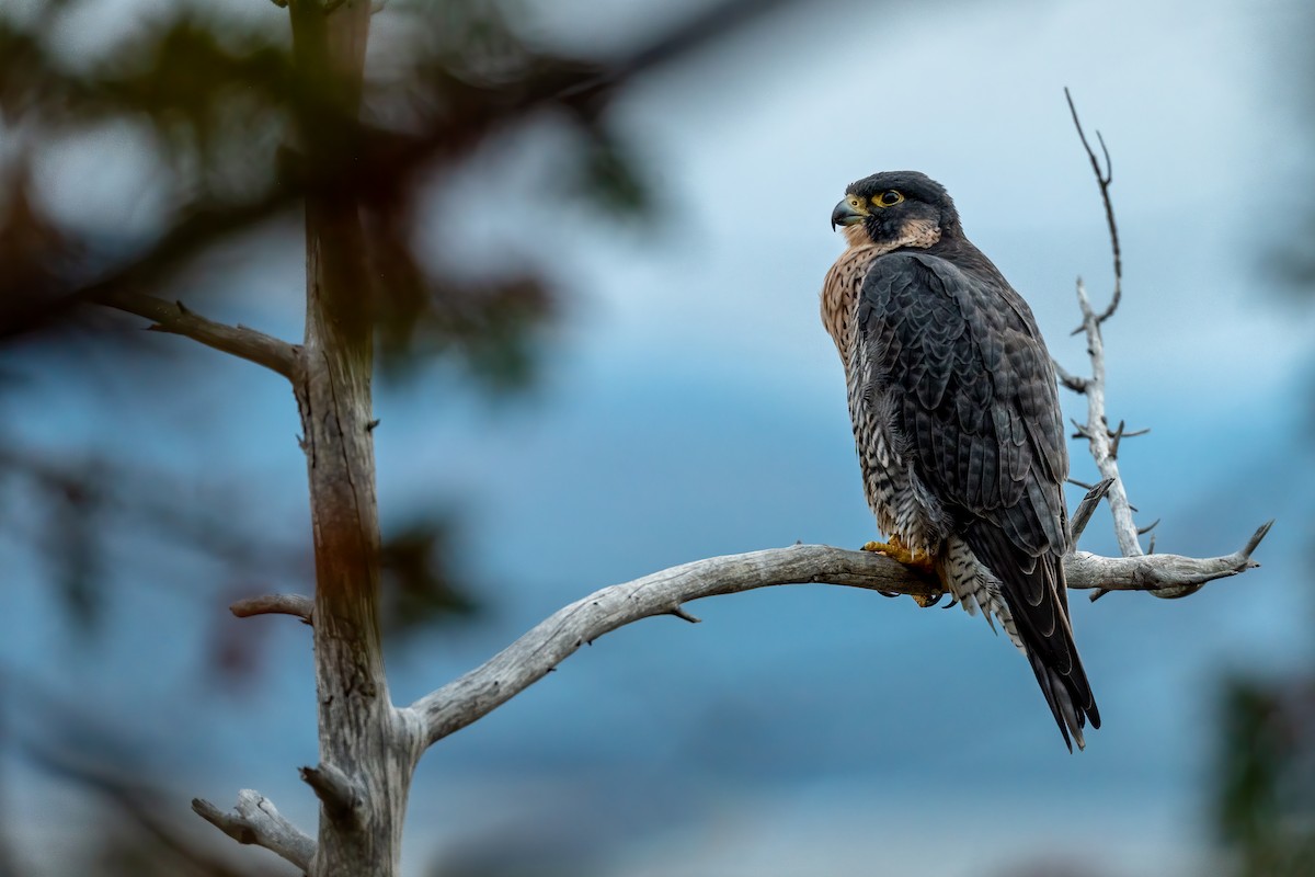 Peregrine Falcon - ML269597441