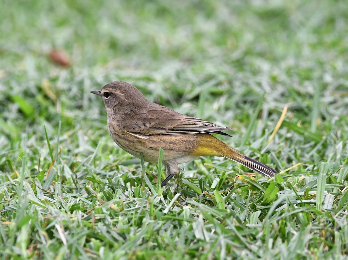 Palm Warbler - ML269597521