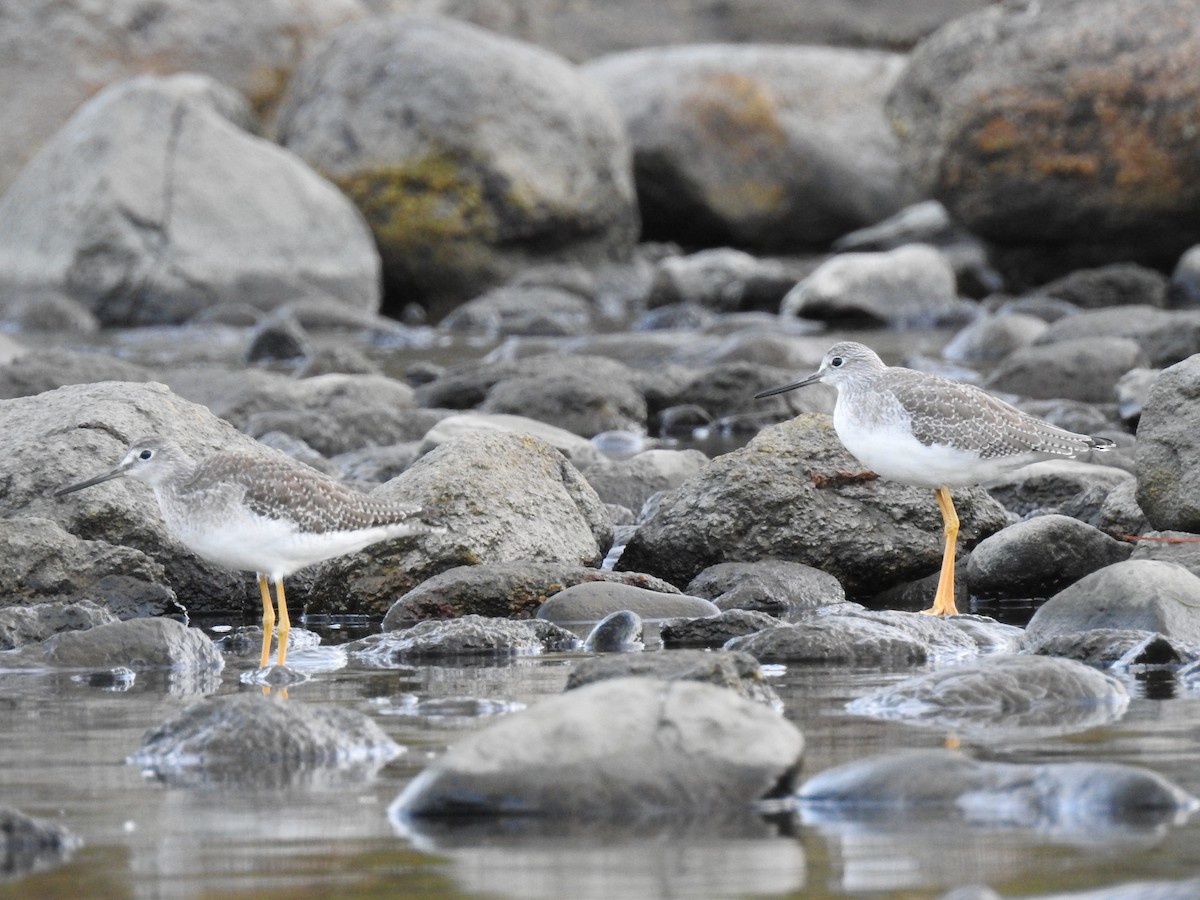 Greater Yellowlegs - Cory Elowe