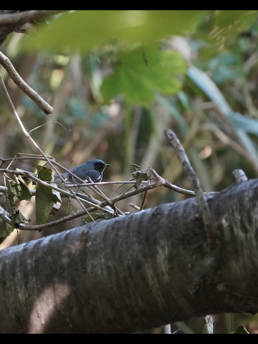 Black-throated Blue Warbler - ML269599081