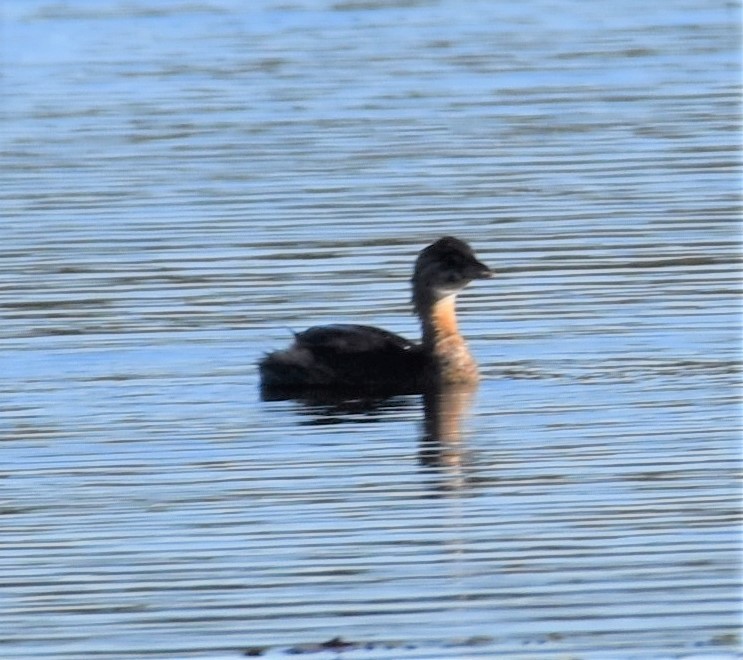 Pied-billed Grebe - Barbara Seith