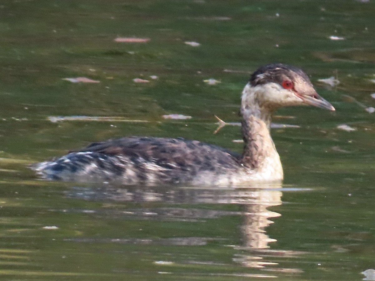 Horned Grebe - Vicki McGrane