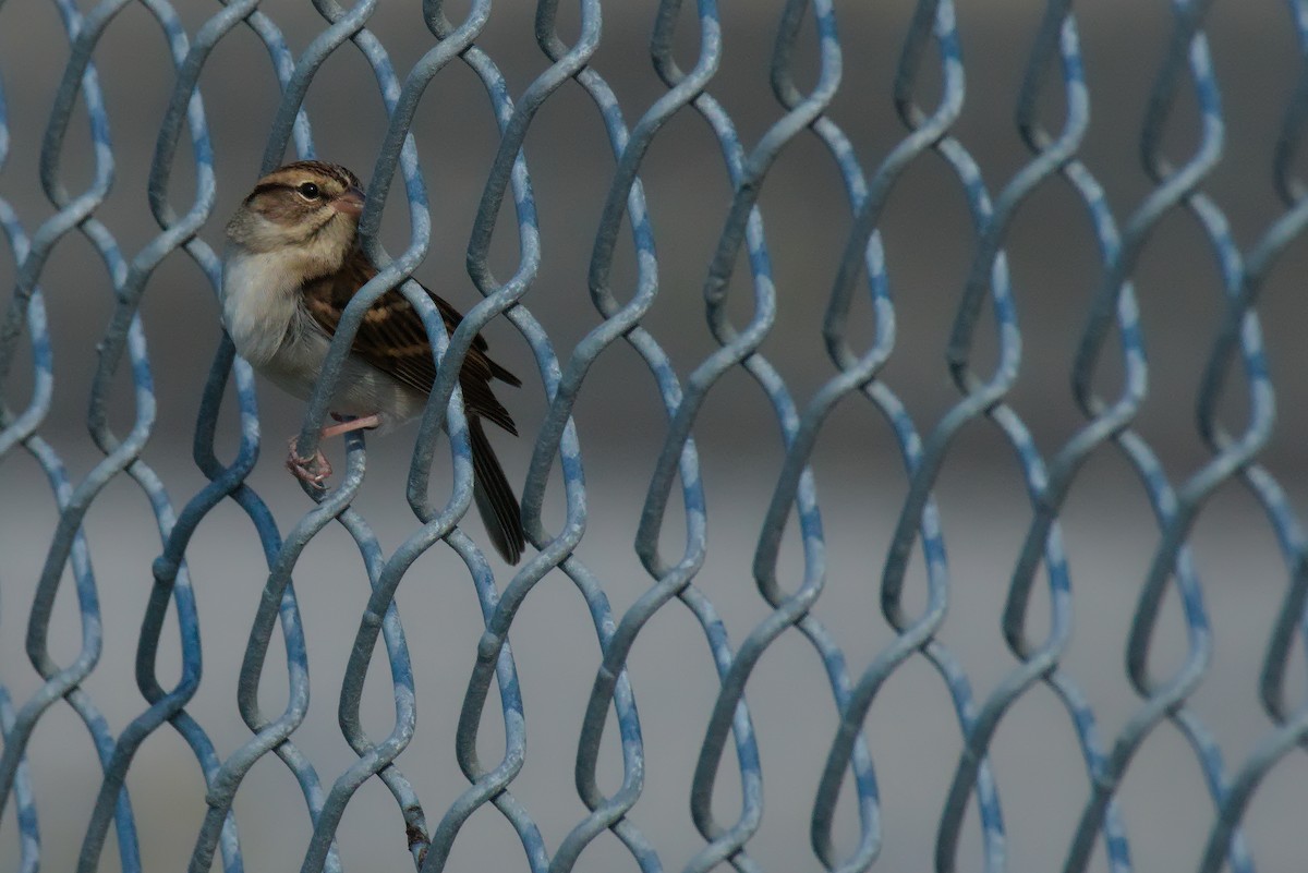 Chipping Sparrow - Alan V. Bacchiochi