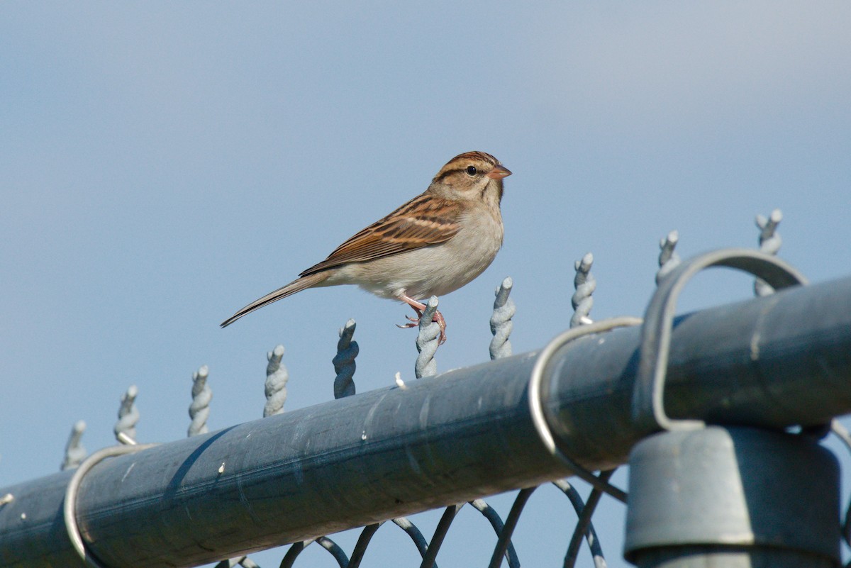 Chipping Sparrow - ML269601731