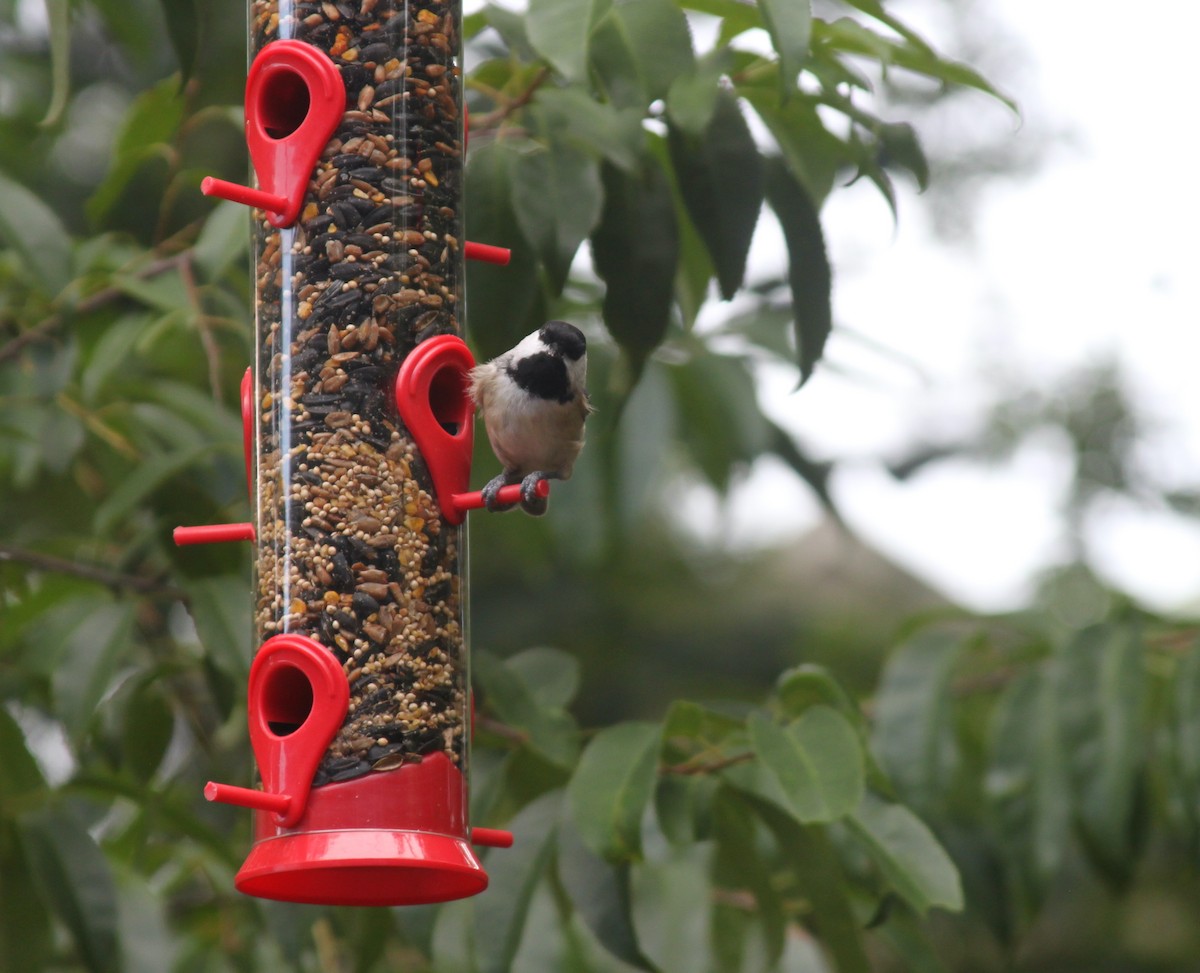 Carolina Chickadee - ML269603051