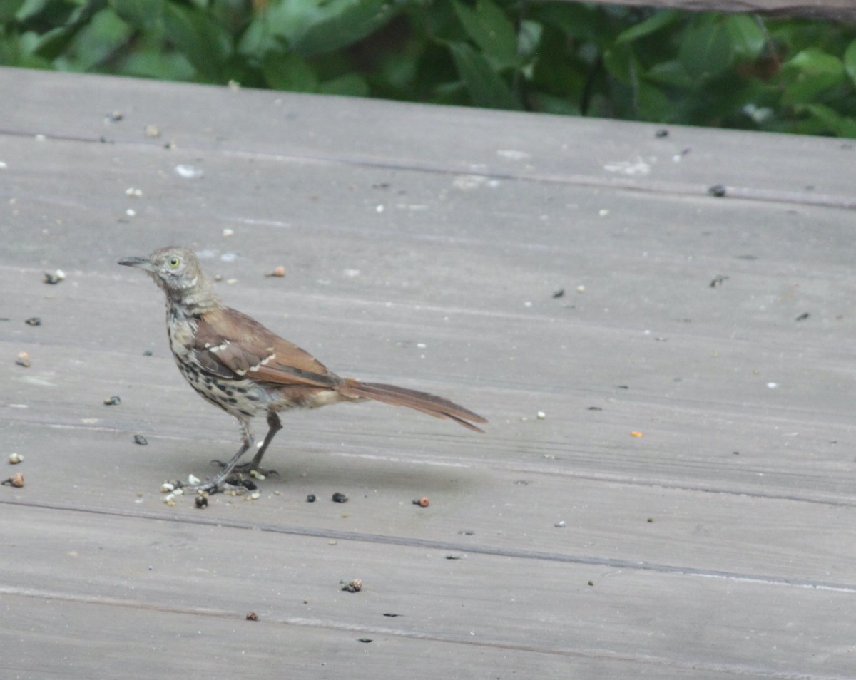 Brown Thrasher - ML269603321