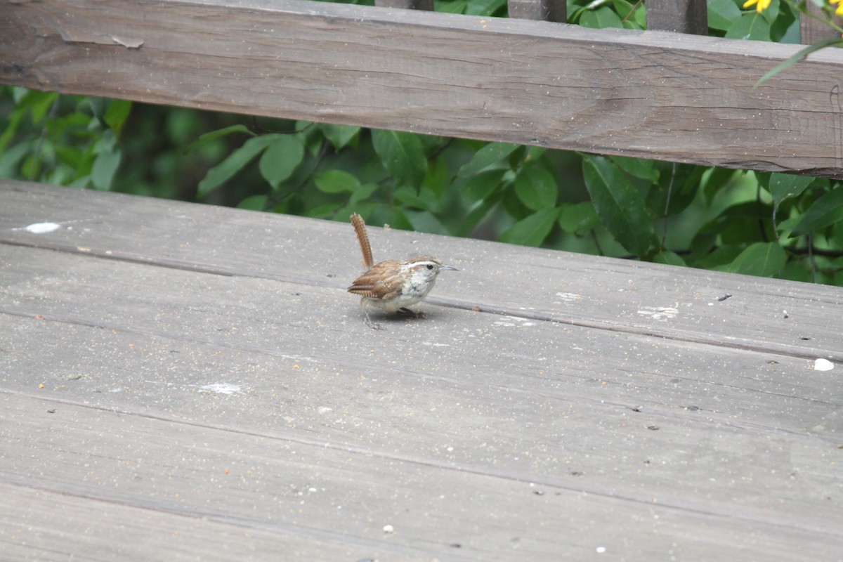 Carolina Wren - ML269603551