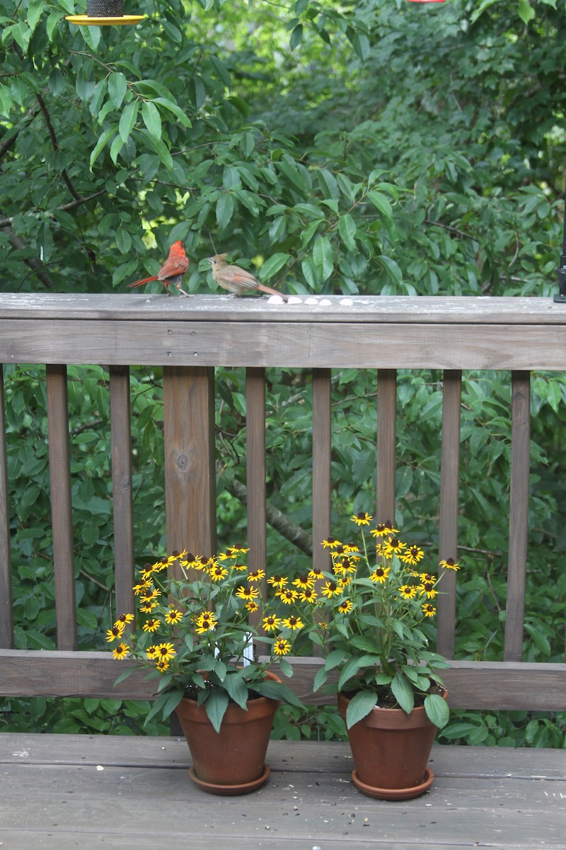 Northern Cardinal - ML269603771