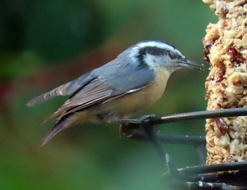 Red-breasted Nuthatch - ML269603931