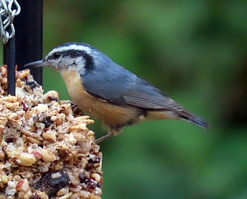 Red-breasted Nuthatch - ML269603941