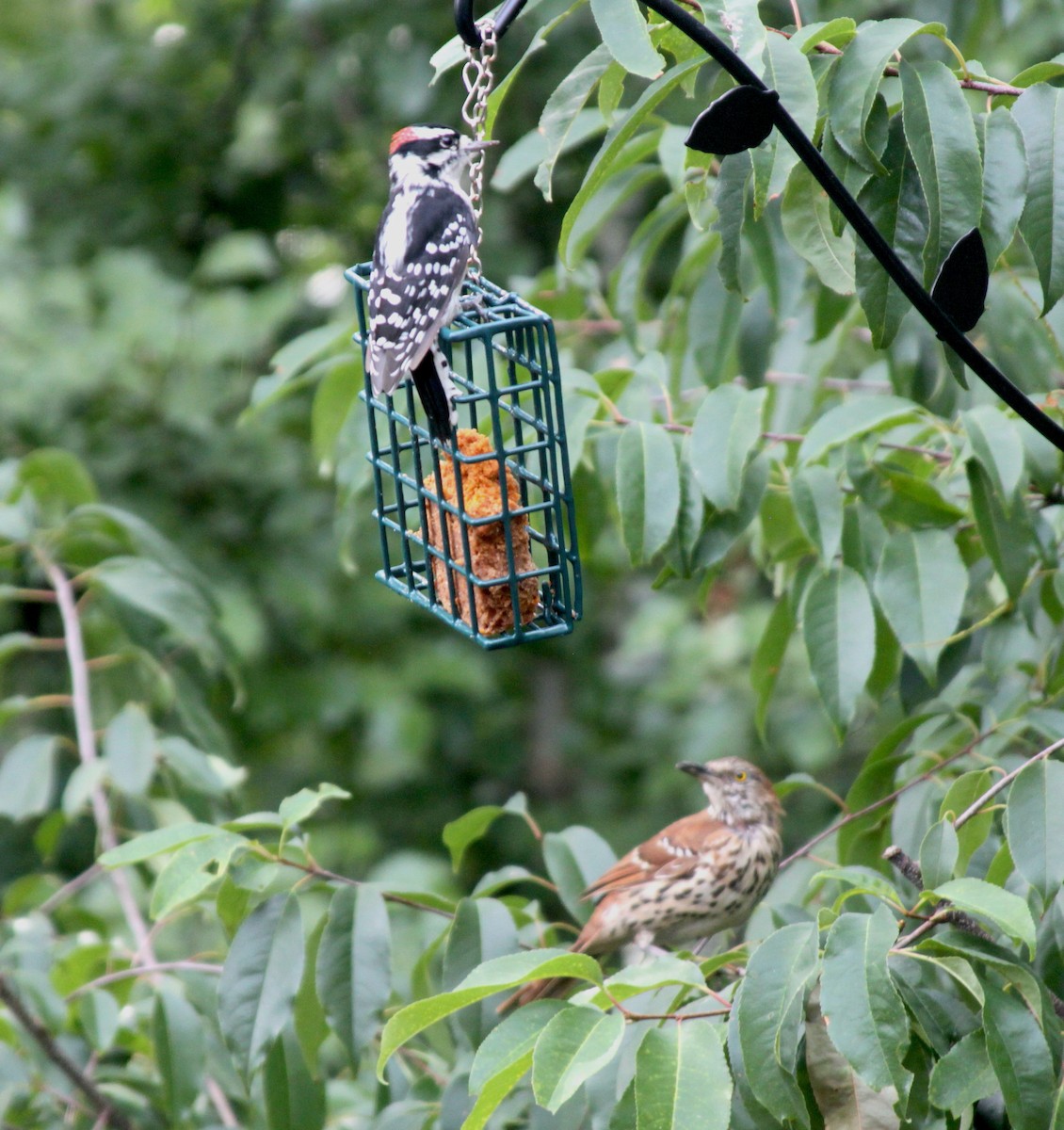 Downy Woodpecker - ML269604611