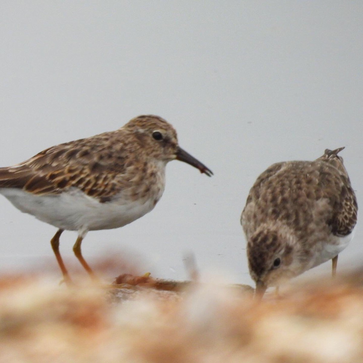 Least Sandpiper - ML269604861