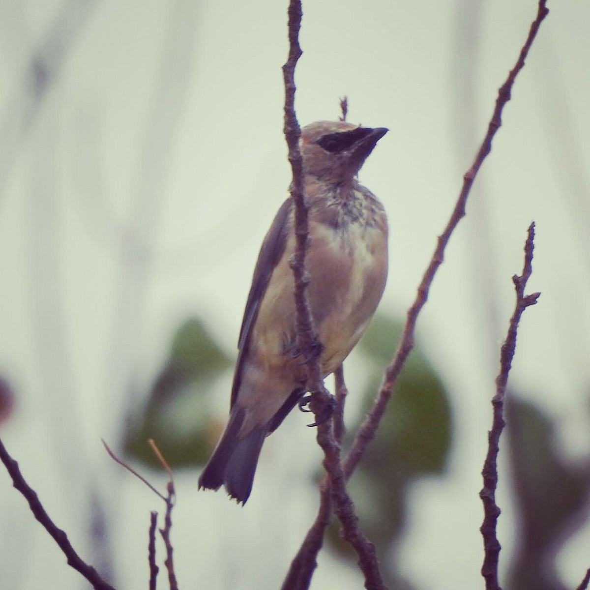 Cedar Waxwing - Nick & Jane