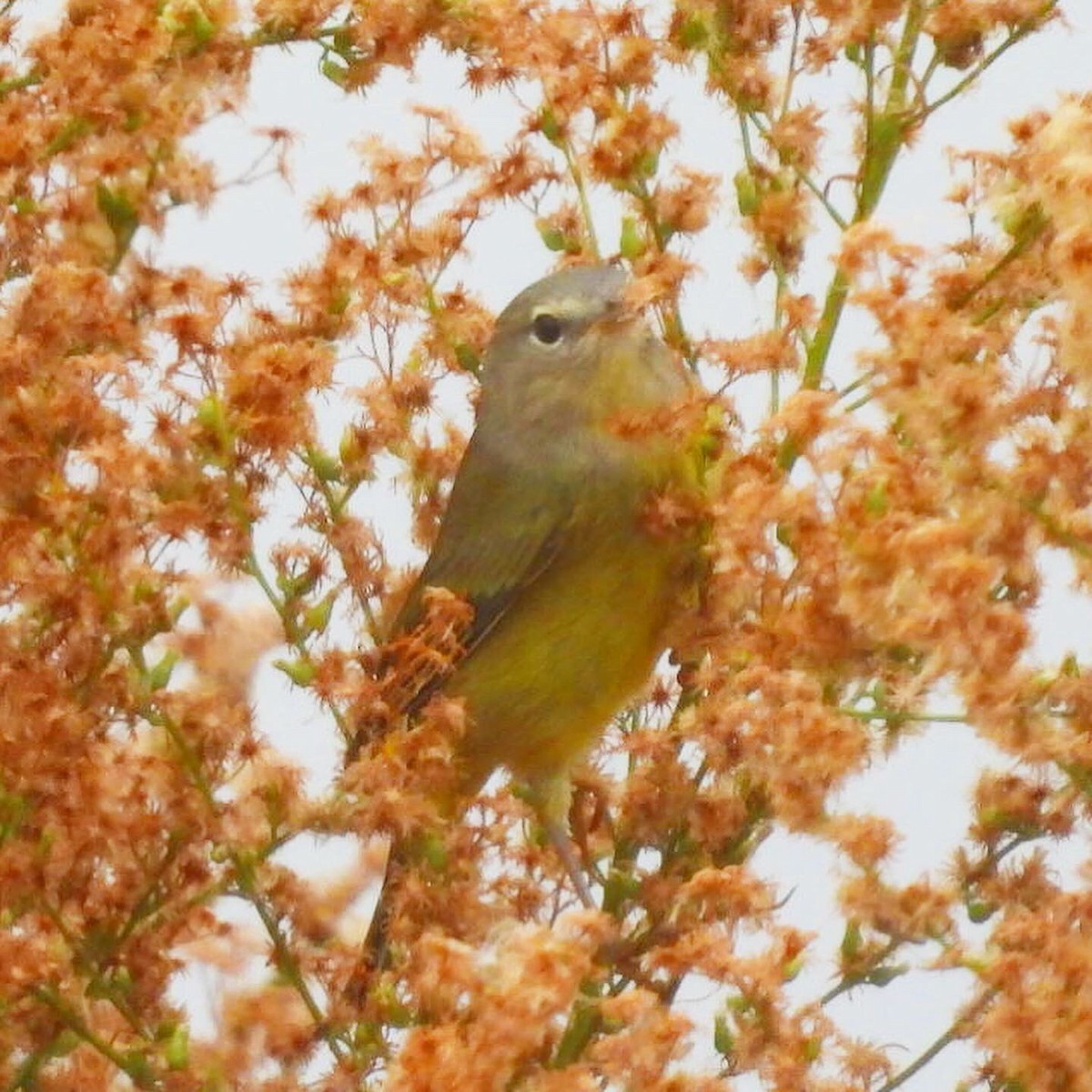 Orange-crowned Warbler - Nick & Jane