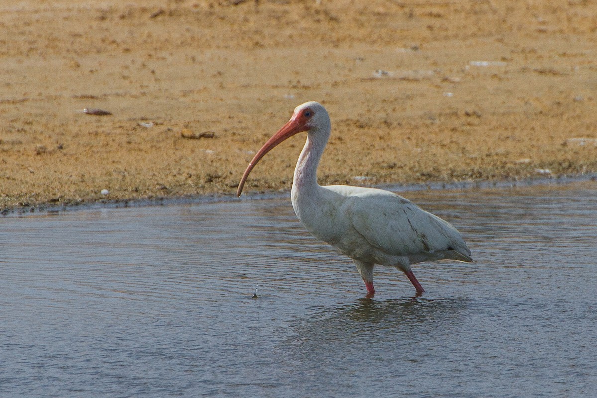 ibis bílý - ML26960631