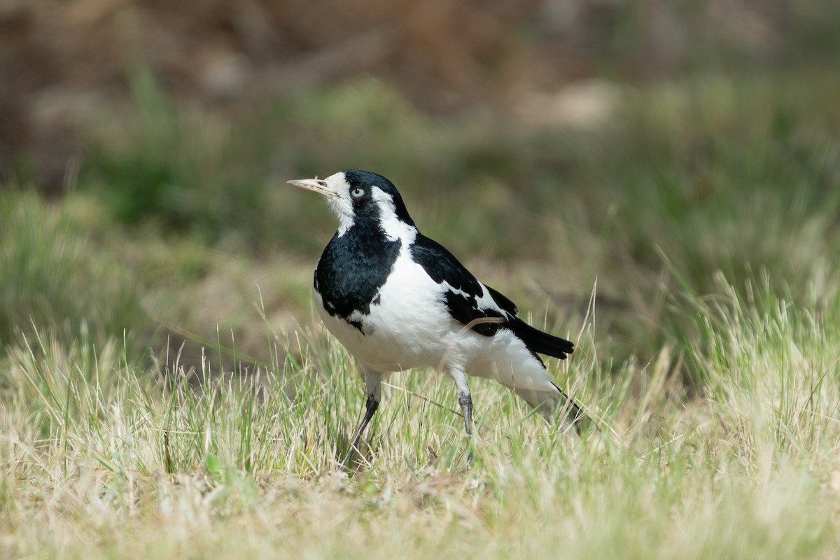 Magpie-lark - ML269606401