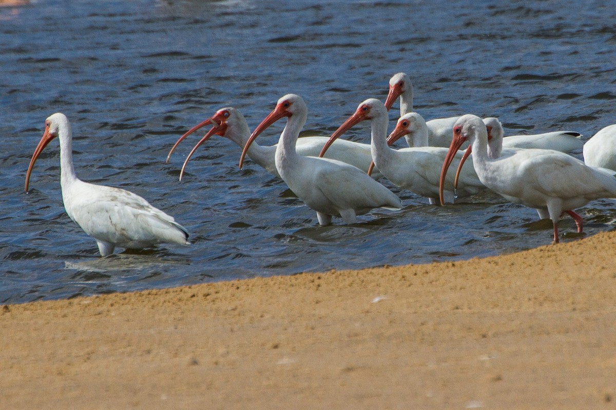 ibis bílý - ML26960641