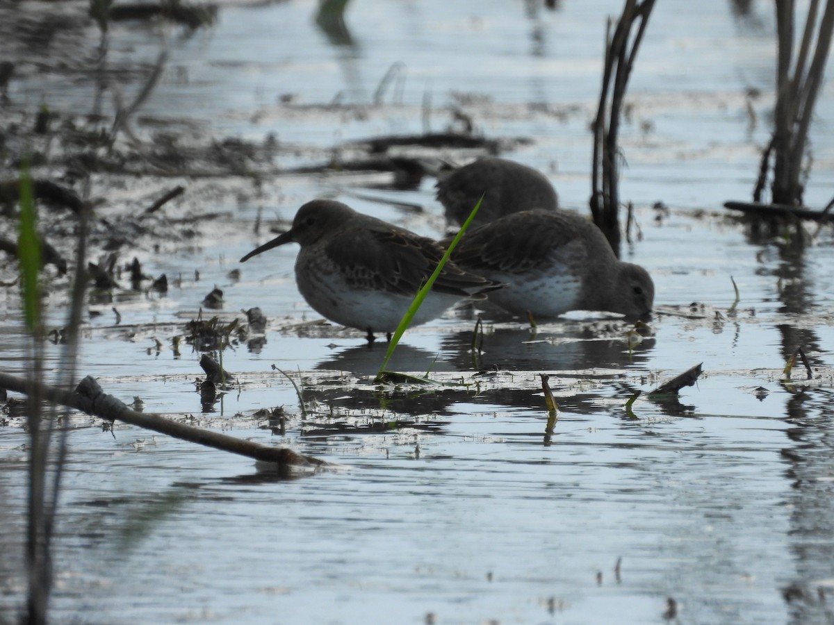 Dunlin - ML269606581