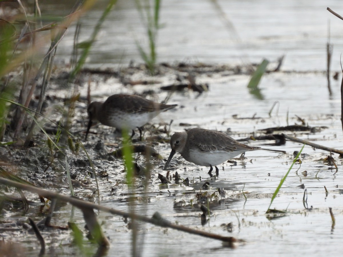 Dunlin - ML269606671