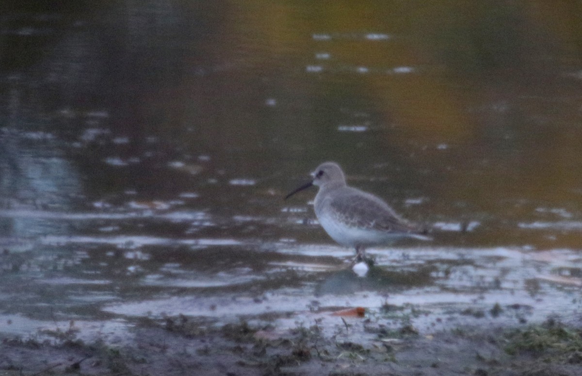 Dunlin - ML269606921