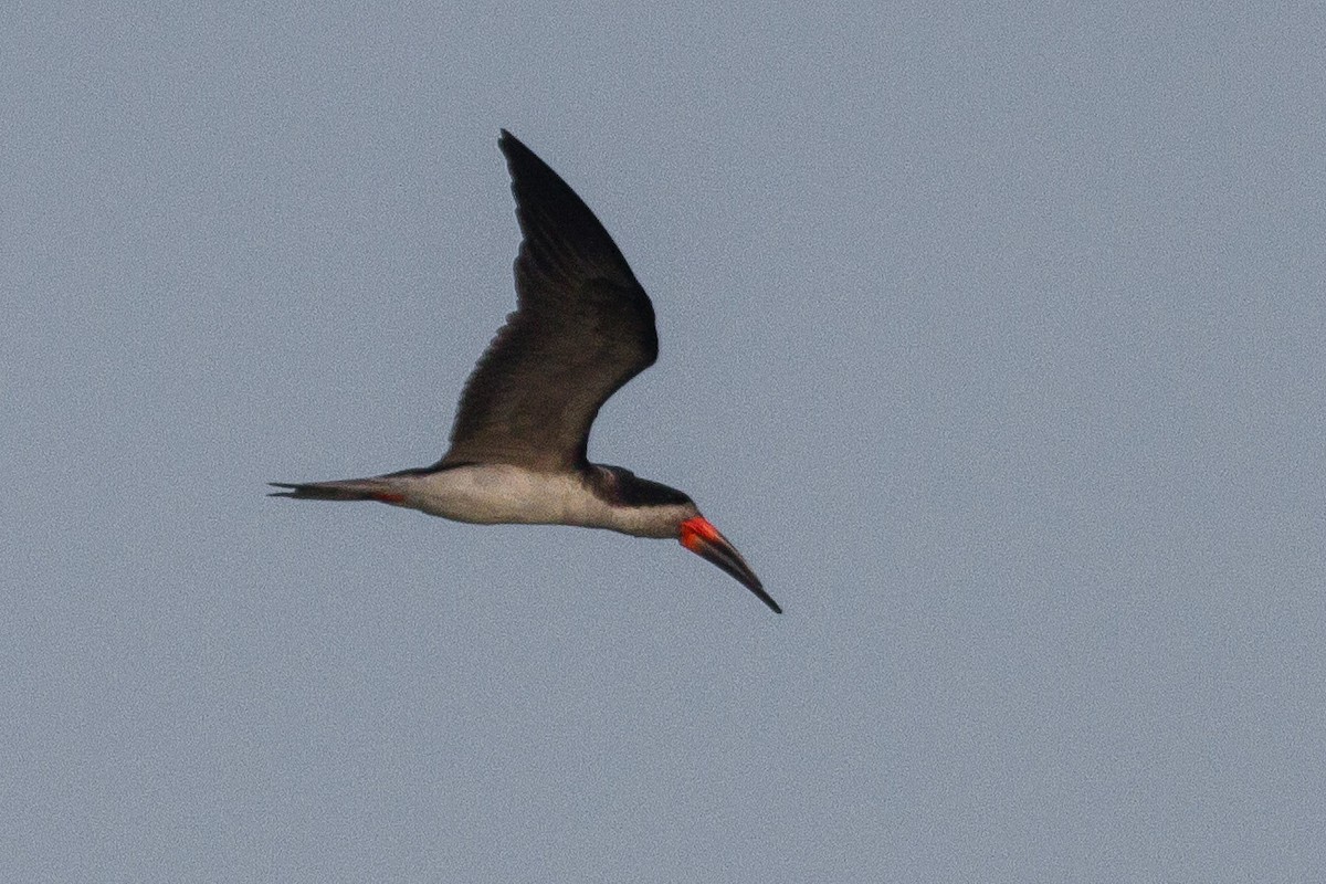 Black Skimmer - ML26960771