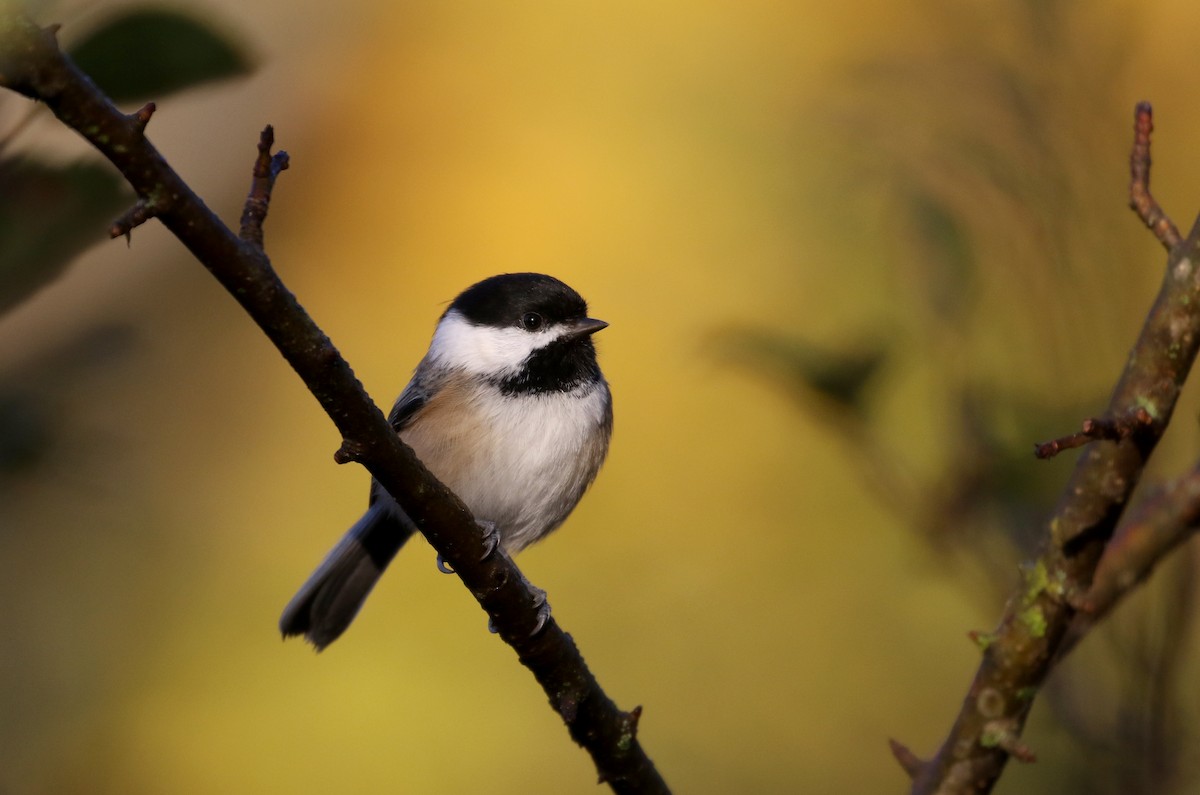 Black-capped Chickadee - ML269608081