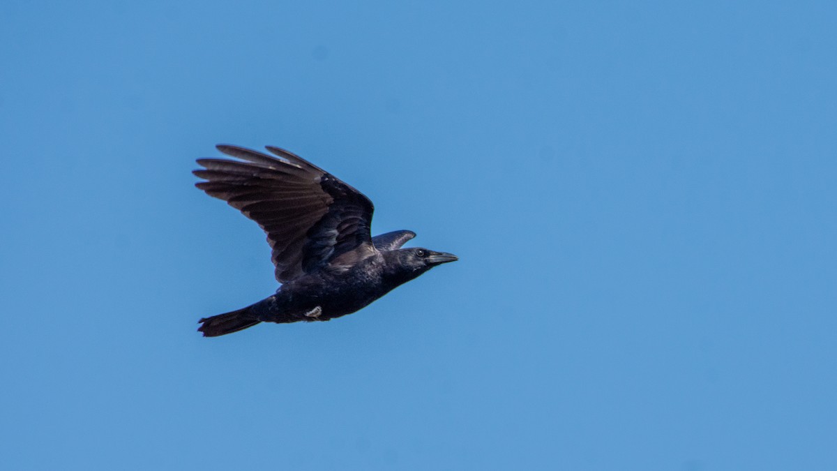 American Crow - Paul Clifford