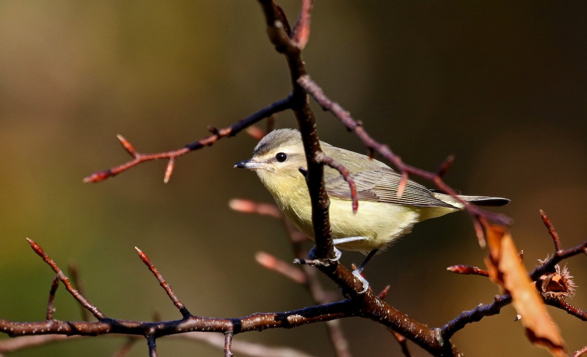 Philadelphia Vireo - Jay McGowan