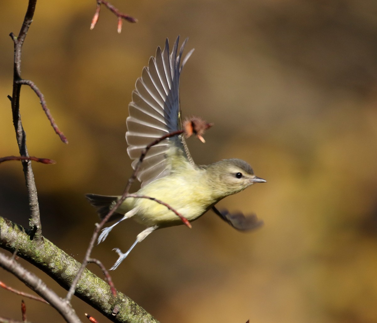 Philadelphia Vireo - Jay McGowan