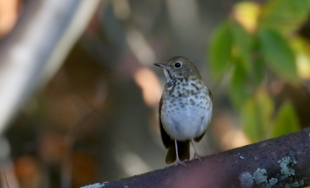 Hermit Thrush (faxoni/crymophilus) - ML269608941