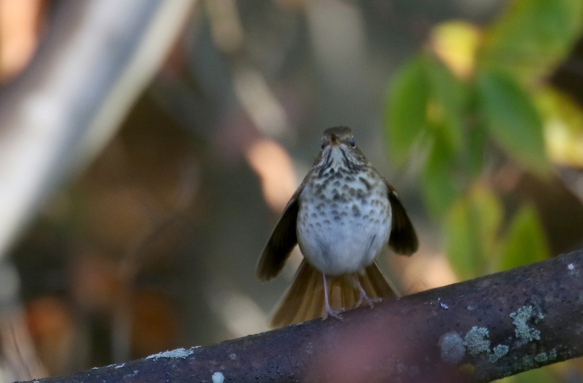 Hermit Thrush (faxoni/crymophilus) - ML269608991