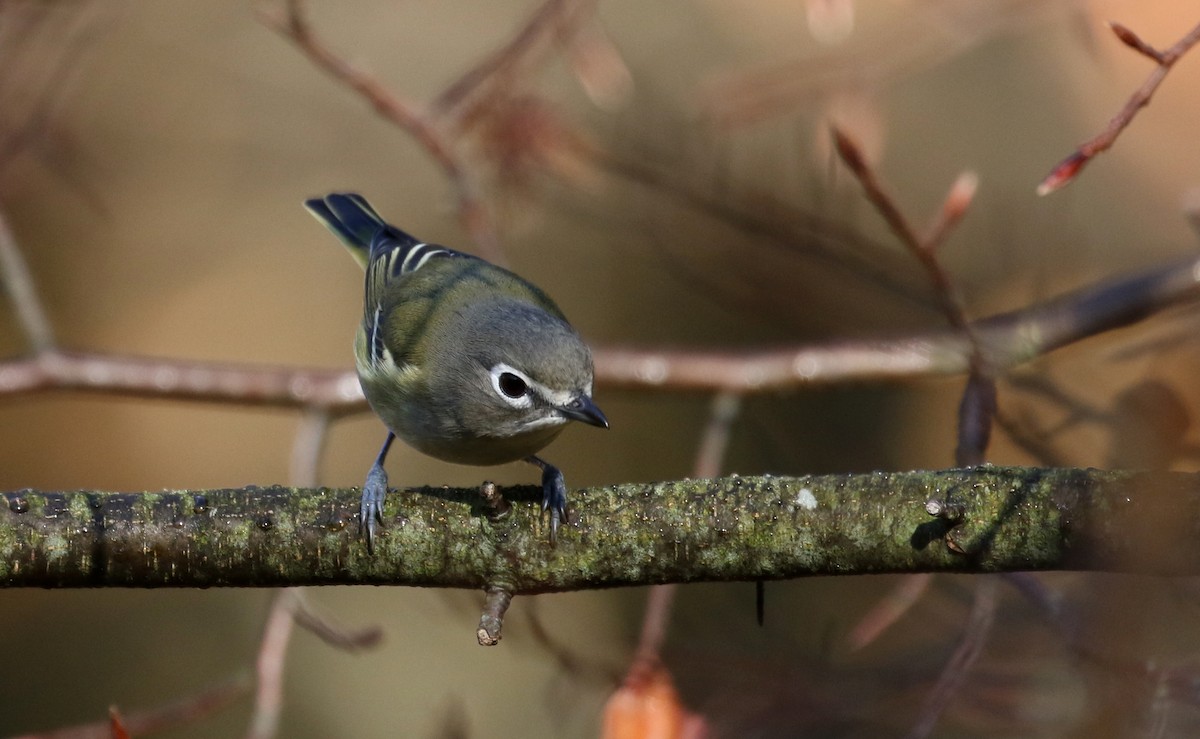 Blue-headed Vireo - ML269609021