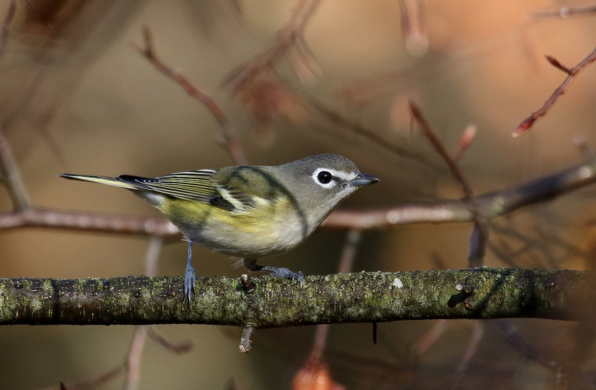 Blue-headed Vireo - ML269609061